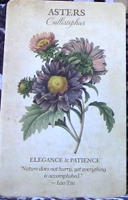 Botanical Inspirations Deck & Book Set